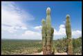 CRW_8957 Very vertical saguaros